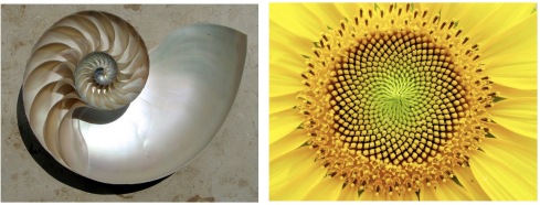Nautulus-Sunflower